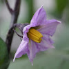 Eggplant (flower)