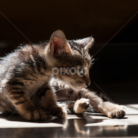 Catemplating by Victor Roman - Animals - Cats Portraits