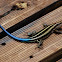 Rainbow skink