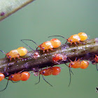 Aphids