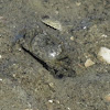 Tunnelling Mud Crab