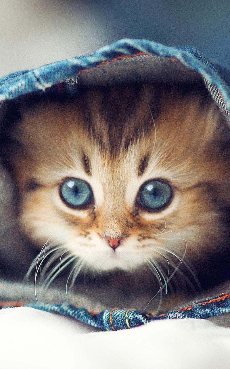 Cat Kittens Live Wallpaper Screen 2
