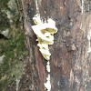 Bell-like Fungus