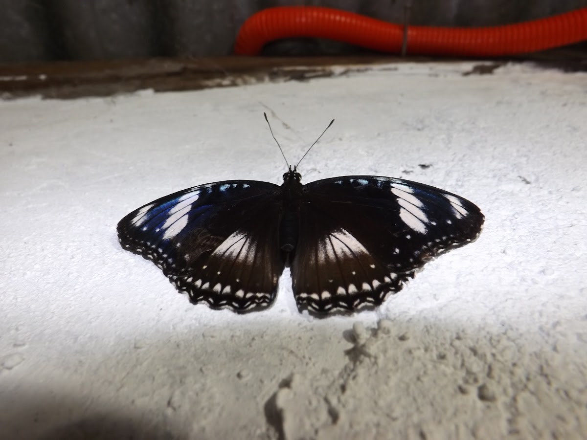 Blue Moon Butterfly or Great Eggfly (male)
