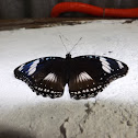 Blue Moon Butterfly or Great Eggfly (male)