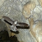 Cave Swiftlet