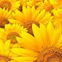Spring Flowers Pic