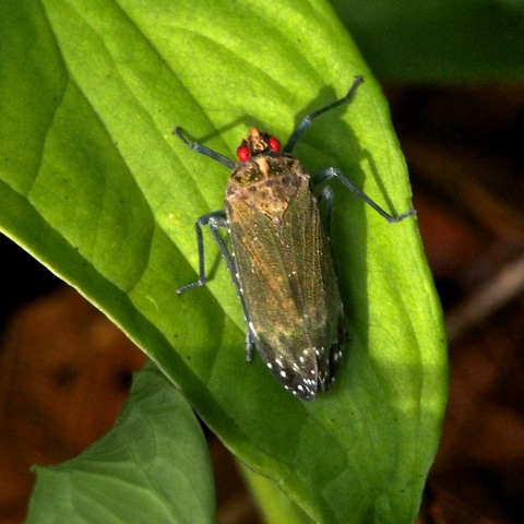 Fulgorid Planthopper