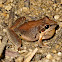 Stoney Creek Frog