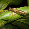 Dragonfly molt