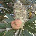 Banksia galls