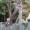 Kookaburra vs Noisy Miners