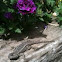 Bluebellied lizard