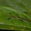 Stick Insect, Phasmid - Male