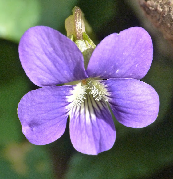 Wood violet Project Noah