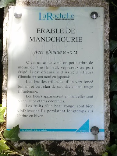 La Rochelle - Erable De Mandchourie