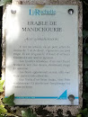 La Rochelle - Erable De Mandchourie