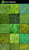 Grass Wallpapers