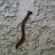 Hammerhead Worm