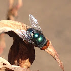 Regal Blowfly