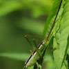 Meadow katydid, female