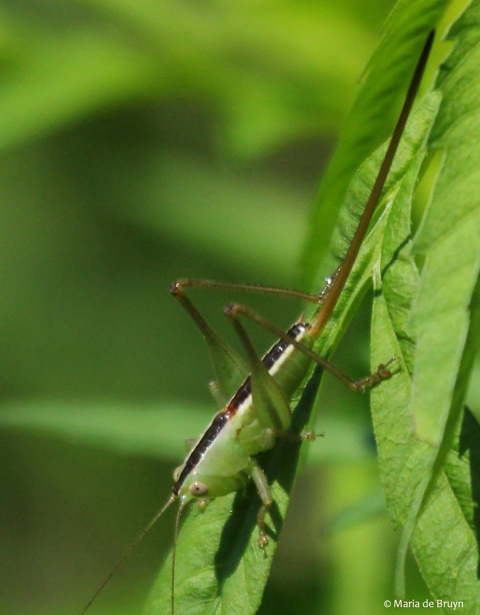 Meadow katydid, female