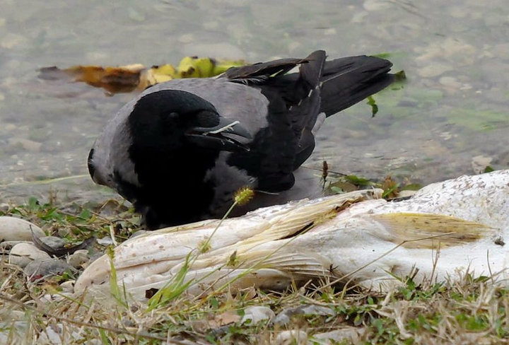 Hooded Crow + Northern Pike
