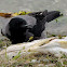 Hooded Crow + Northern Pike