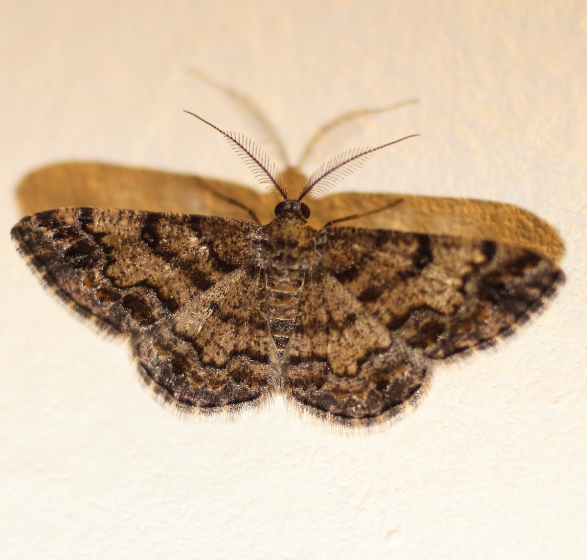 Geometer moth