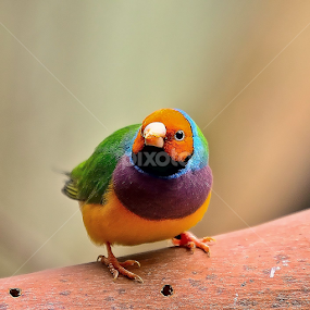 by RJ Photographics - Novices Only Wildlife