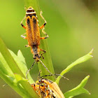 Margined leatherwing soldier beetle