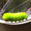 Polyphemus Moth caterpillar