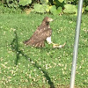 Northern Harrier