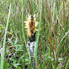 Poaceae (true grasses) - Trave