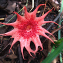 anemone stinkhorn