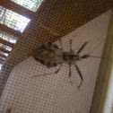 Wheel Bug