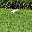 White ibis