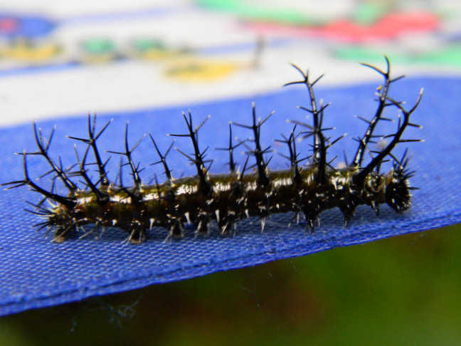 caterpillar, New Guinea clipper