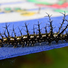caterpillar, New Guinea clipper
