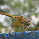 Crimson Marsh Glider(Female)