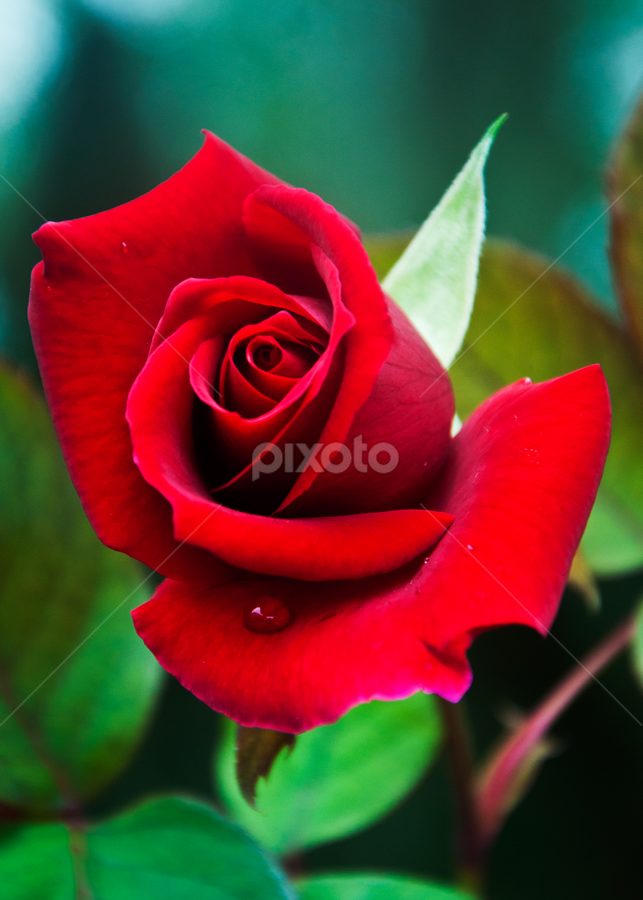 Perfect Rose | Single Flower | Flowers | Pixoto