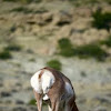 Pronghorn