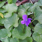 Common violet