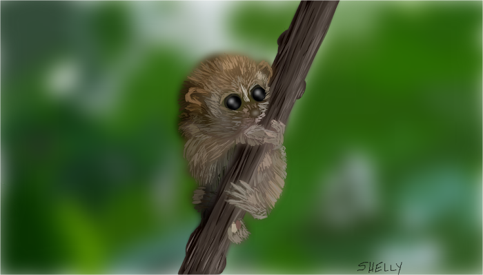 Baby Loris