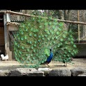 Peacock Wallpaper , 壁紙 孔雀 logo