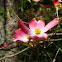 Flowering Dogwood