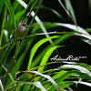 Bar-winged Prinia