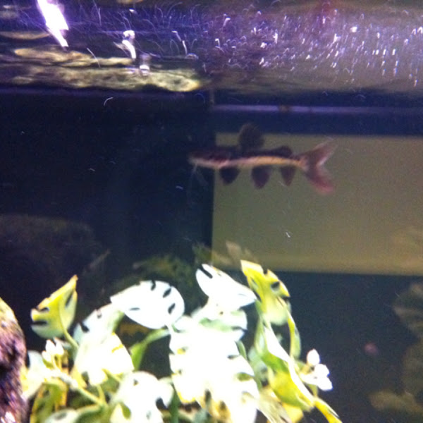 Redtailed/shovelnose Catfish hybrid Project Noah