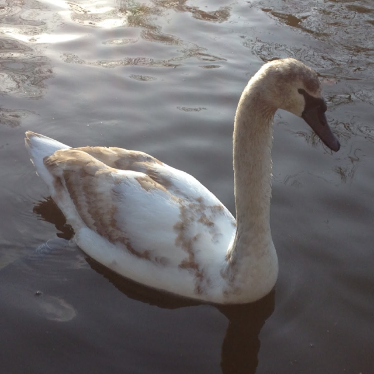 Mute Swan