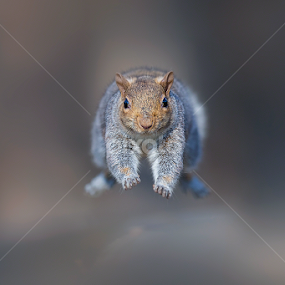 The run by Stefano Ronchi - Animals Other Mammals
